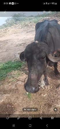 પેલા વેતર ની ઘડાય વેચવાની છે