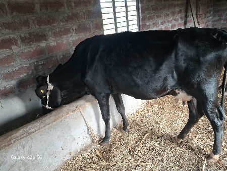 એસબ ગાય વેચવાની છે.