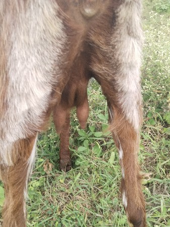 બકરી વેચવાની છે એક બકરો વેચવાનો