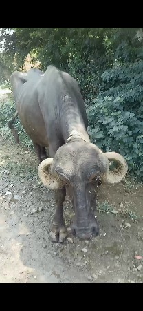 પેલા વેતર ની ખડાય વેચવાની છે