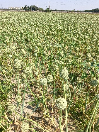 પિળિ પતિ ડુંગળી બિ