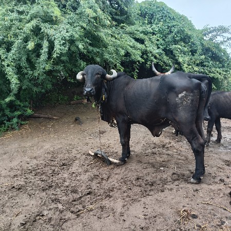 ગાય વેચવાની છે