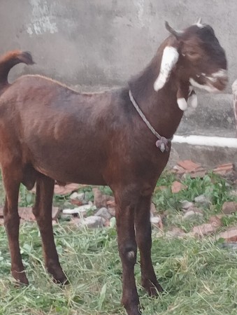 લતીબ. ભાઇ