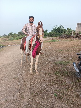 ઘોડી વેચવાની છે