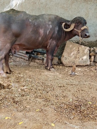 ખડેલી ભેંસ વેચવાની છે