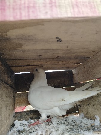 વાઈટ જોડી