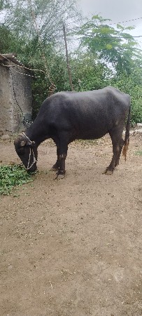પેલા વેતર ની ખડેલી