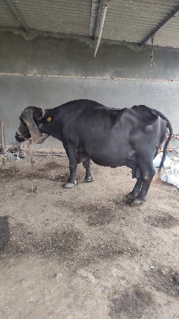 જાફરાબાદી ભેંસ વેચવાની છે