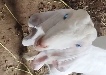 bakri ne bakro