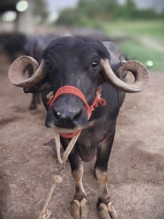 ભેંસ વેચવાની છે