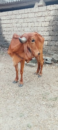 ગાય વેચવાની છે