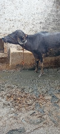 વેસવાની છે