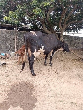 ઓરીનલ ગીર ક્રોસ ગાય વેશવાની છે