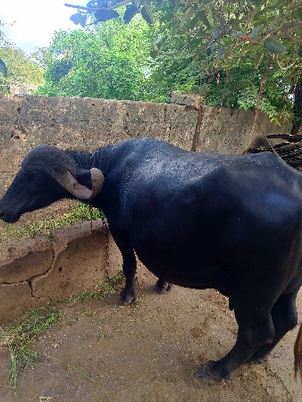 ભેંશ વેચવાની છે