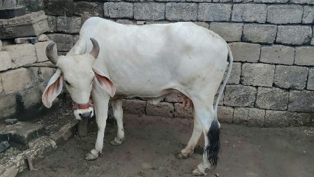 ગાય વેચવાની છે