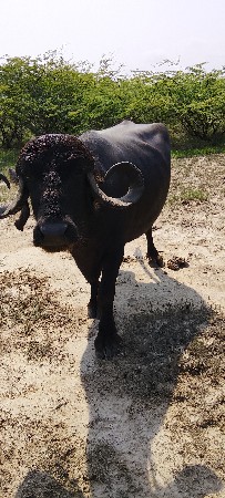 ભેંસ બહુ સારી છે