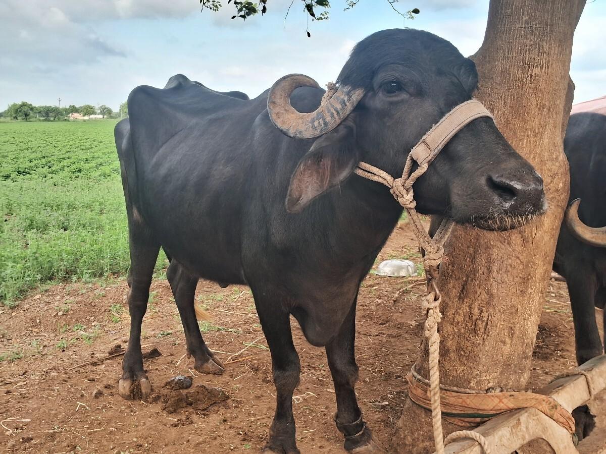 ભેંસ વેચવાની છે