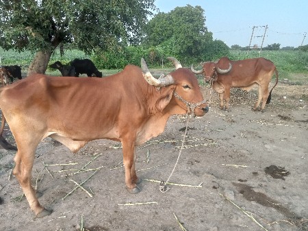 બળદ વેશવાના છે