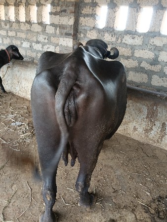 ભેંસ વેચવાની છે બીજું  વેતર