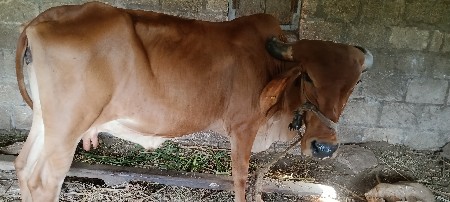 આ ગાય વેસવાની છે.