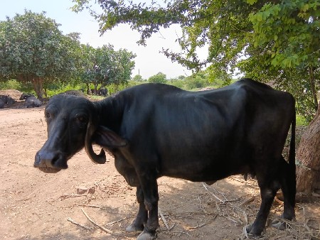 ભેંસ વેચવાની છે