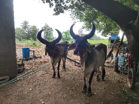 બળદ વેચવા ના છે