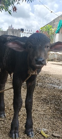 પાડો