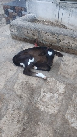 ગાય