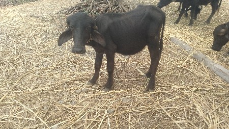 padi vechvani che