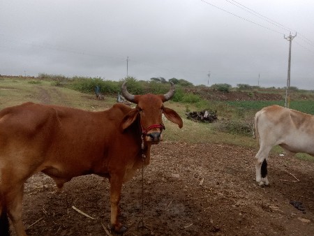 ગોઢલા વેચવાના છે