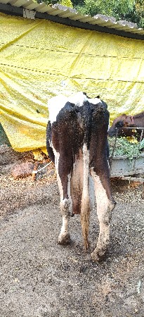 વેચવાની છે