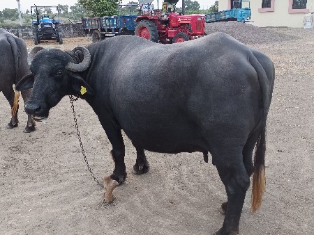 ભેંશ વેચવાની છે