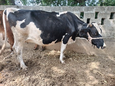 જર્સી ગાય વેચવાની છે