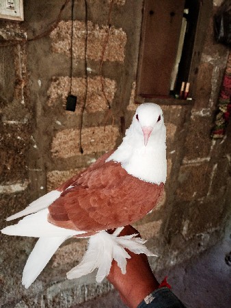 ચોટી મોજા વારા કબુતર દેવાછે