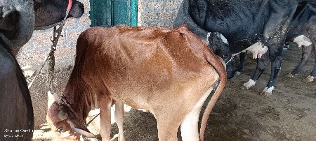 odki aapvani se