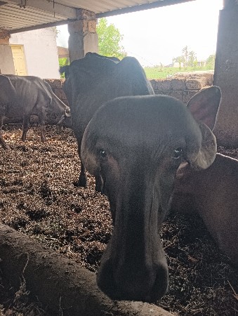 5 ખડેલા વેચવાના છે