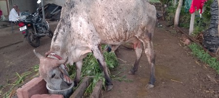 કાબરી  ગાય વહેંચવા ની છે.