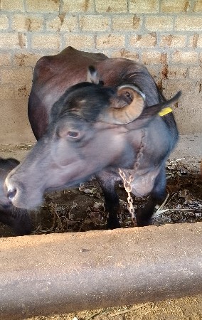 bhas vasavani 6
