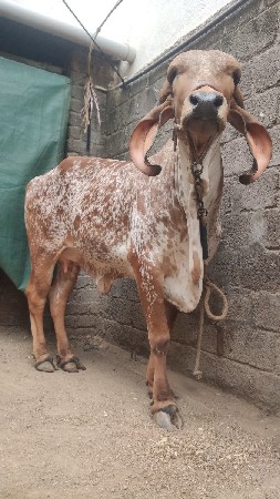 વેચાણ માટે