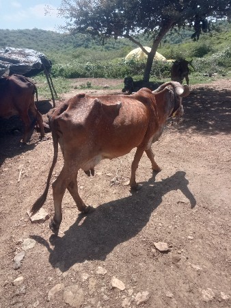 વીણલ