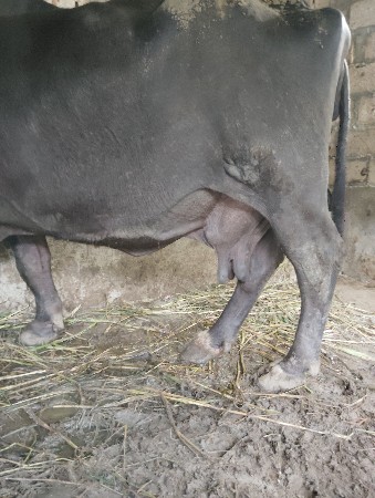 ભે છ 4 વેતર