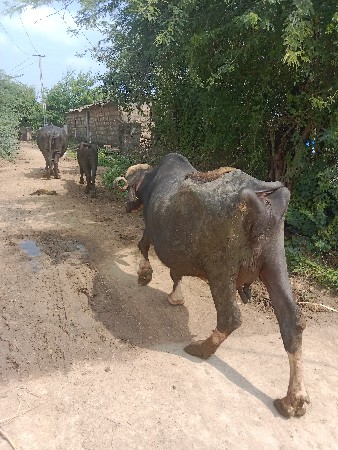 આ ભેંસ વેચવાની છે
