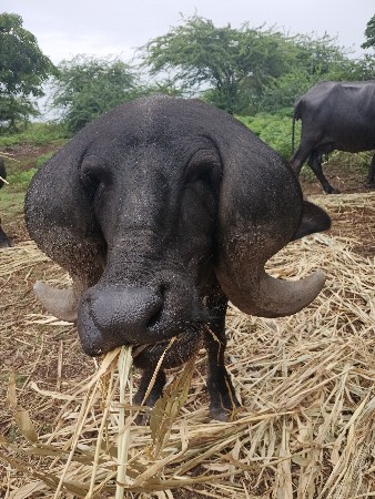 પાડો