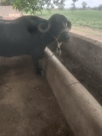 3 વેતર વીયાસે ટોટલ જવાબ દારી