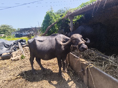 ભેંસ વેચવાની છે વેક્ટર ત્રીજો