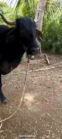 ક્રોસ 🐄. જરશી ગાય સે. 2.વેતર