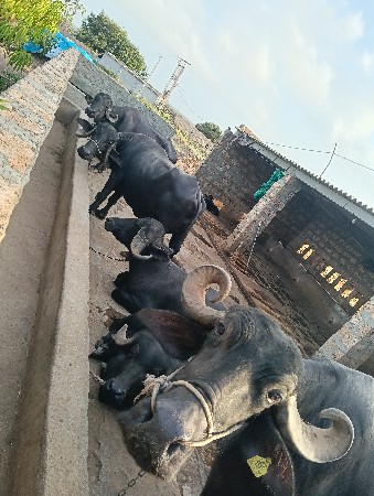 ૮ જીવ ટોટલ
