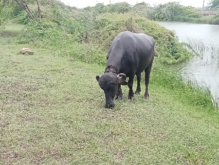 એક ભેંસ એક ગાય વેચવાની છે