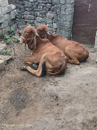 બે ગીર વાછડી વેચવાની છે
