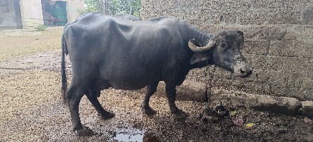 ભેંસ વેચવાની છે